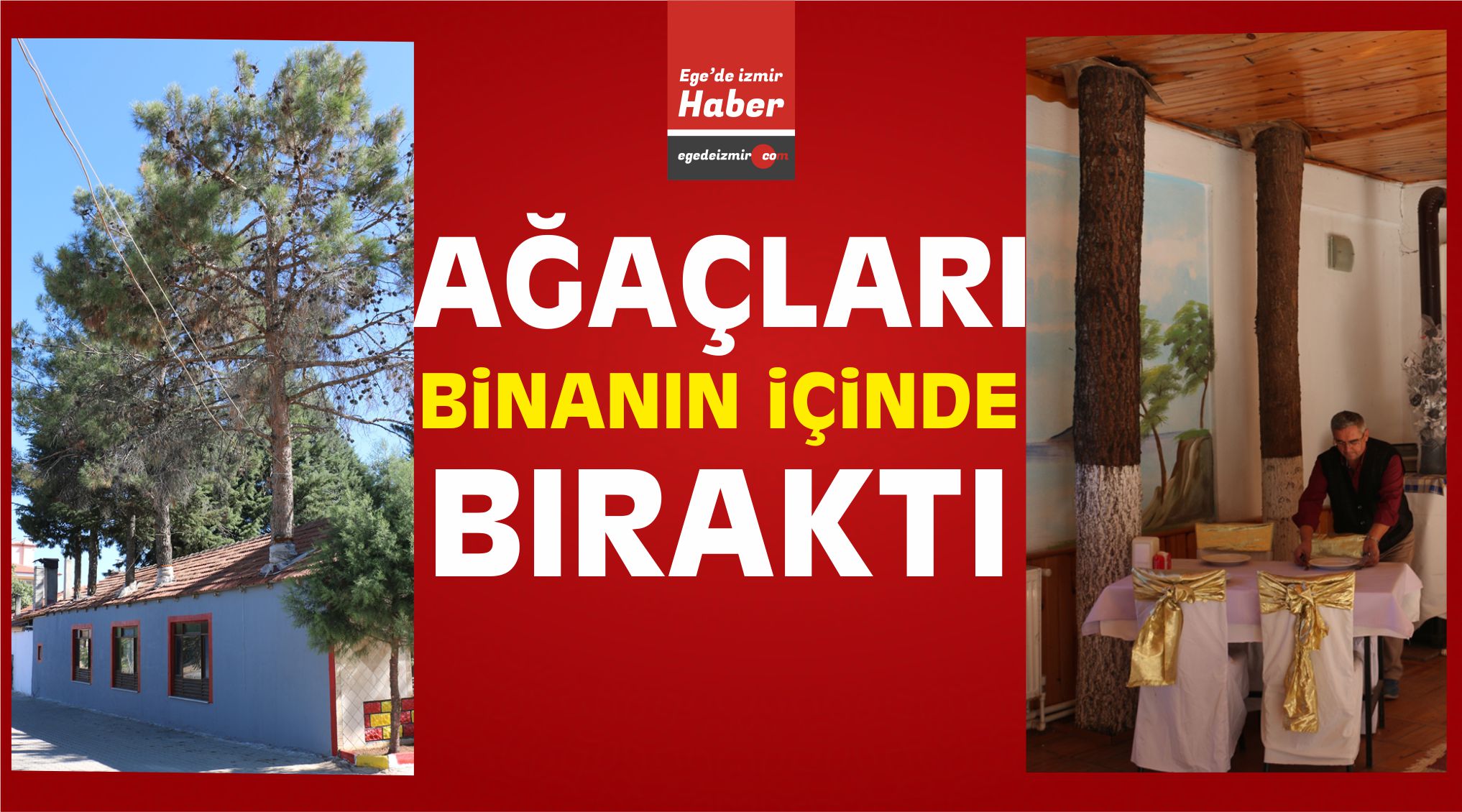 Ağaçları Binanın İçinde Bıraktı