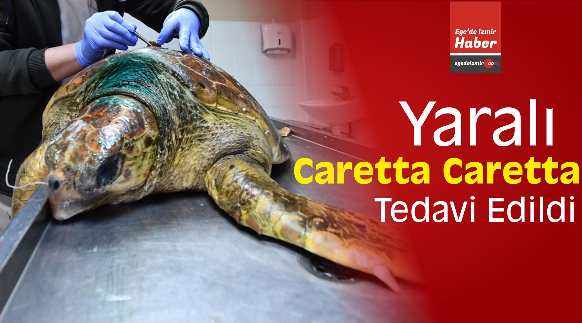 Yaralı Caretta Caretta Tedavi Edildi
