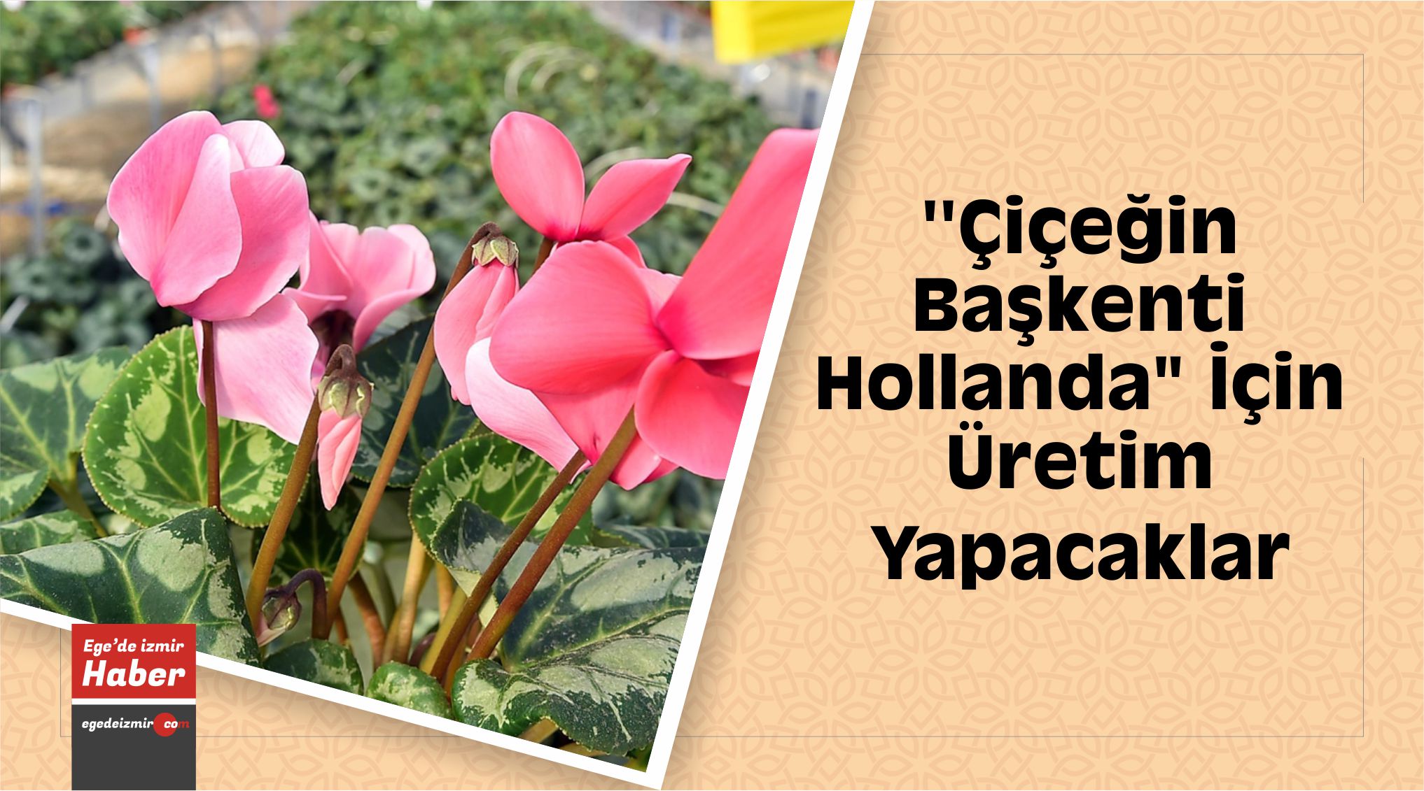 Üretim Yapacaklar