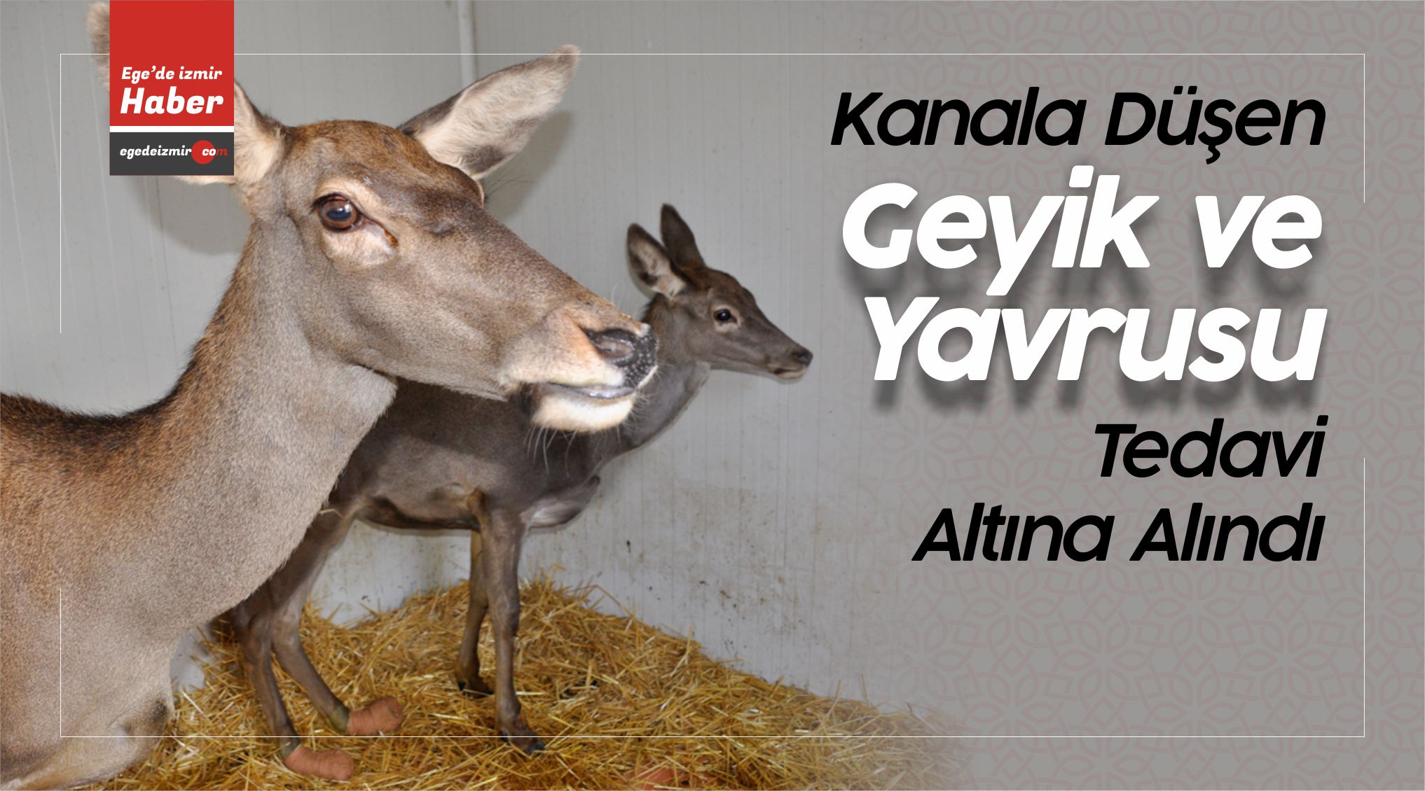 geyik ve yavrusu
