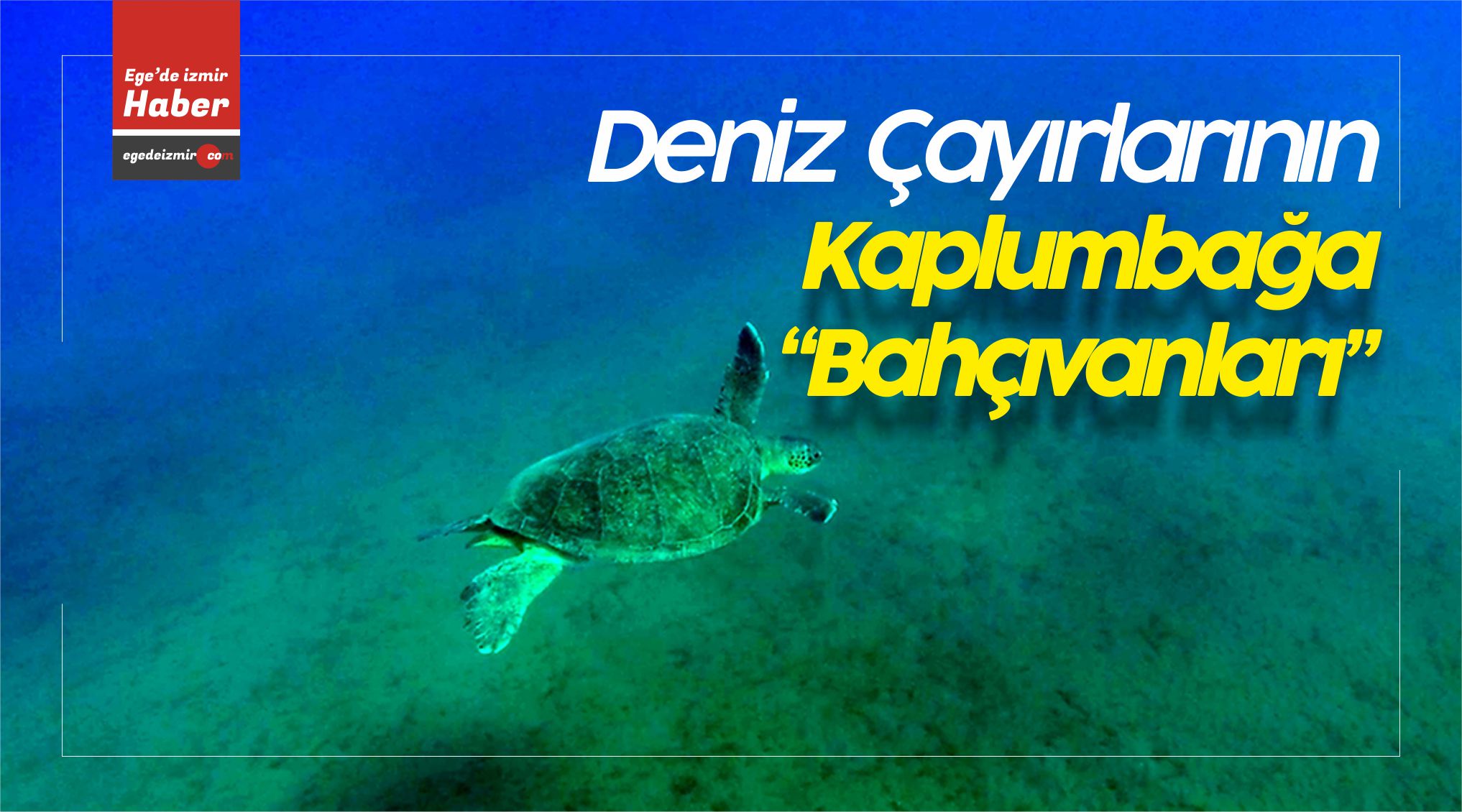 çayırlarının kaplumbağa