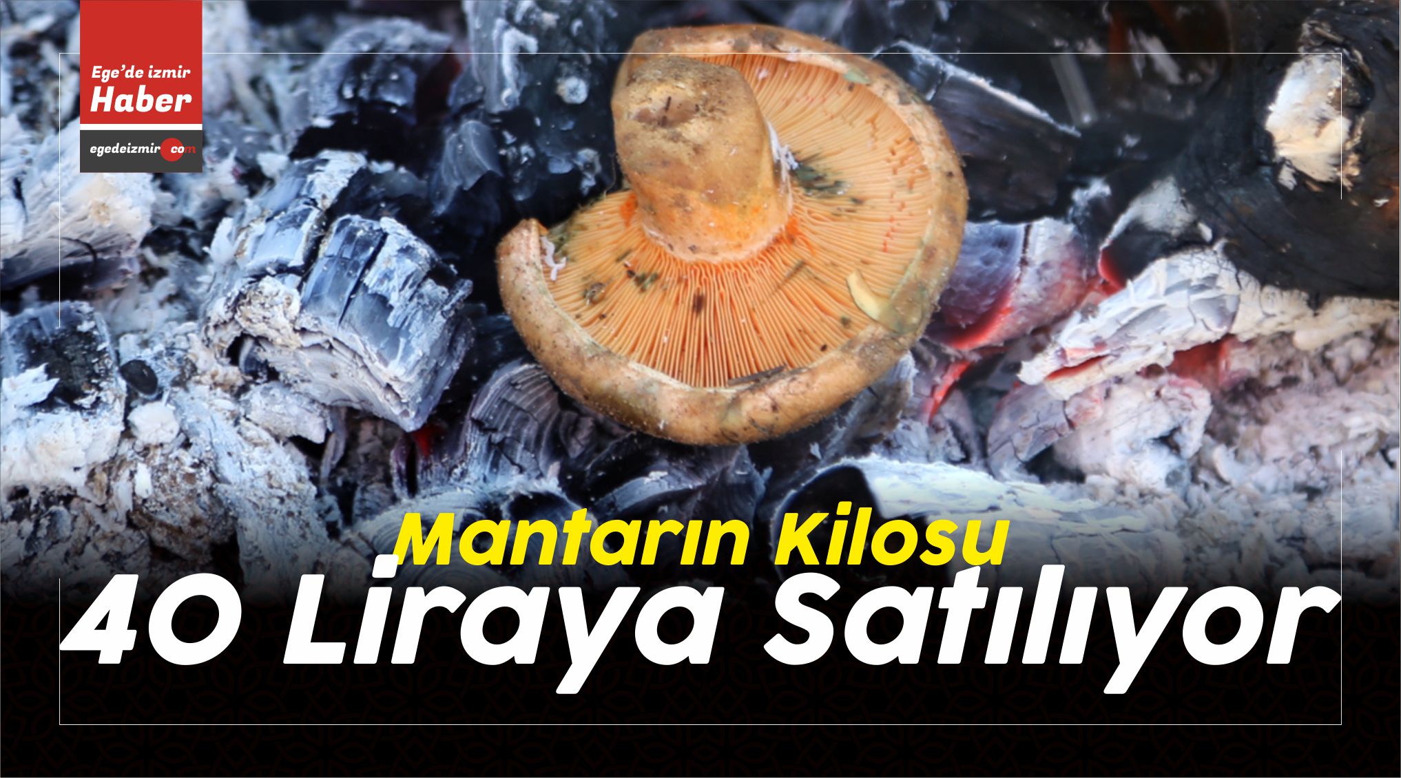 mantar