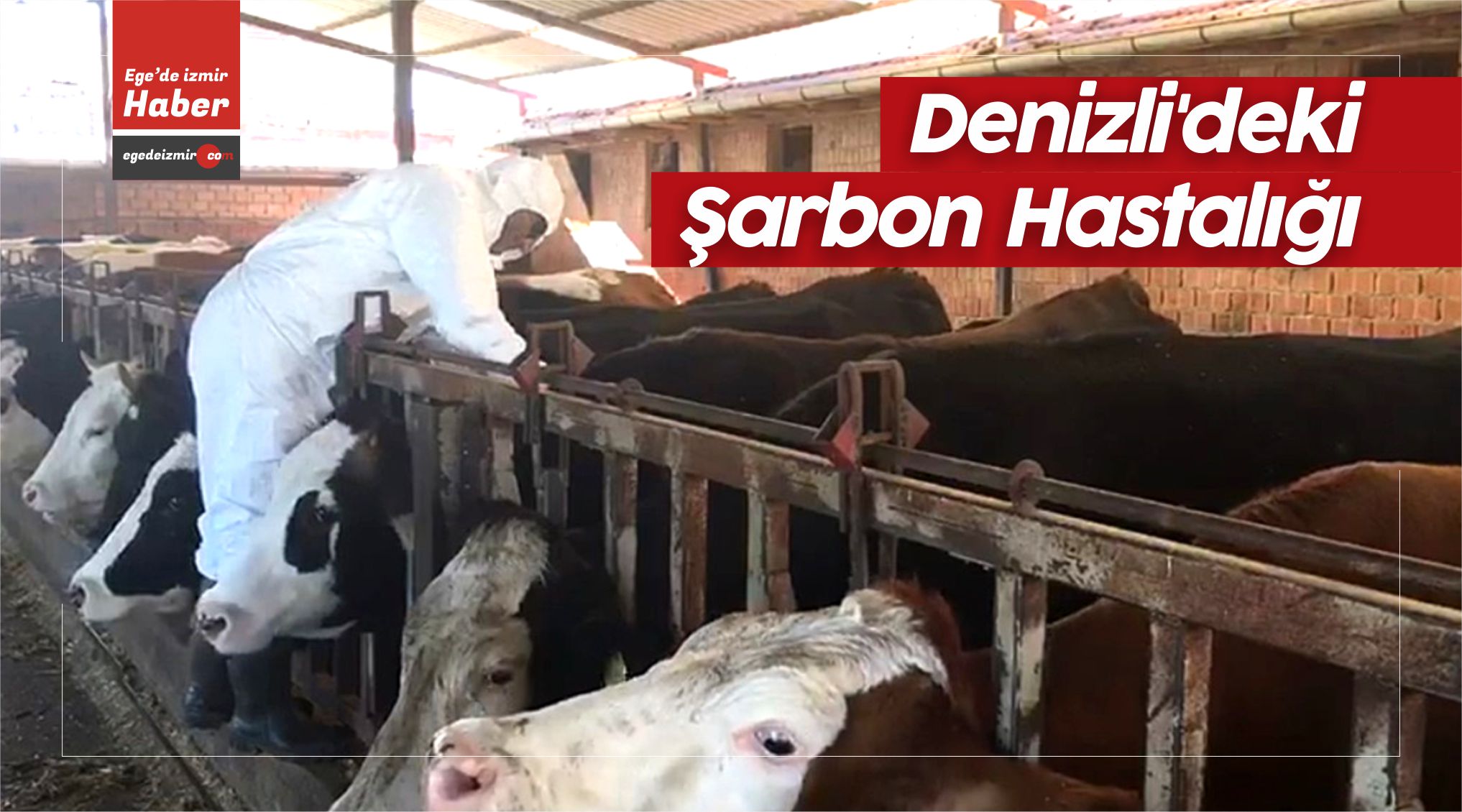 Şarbon