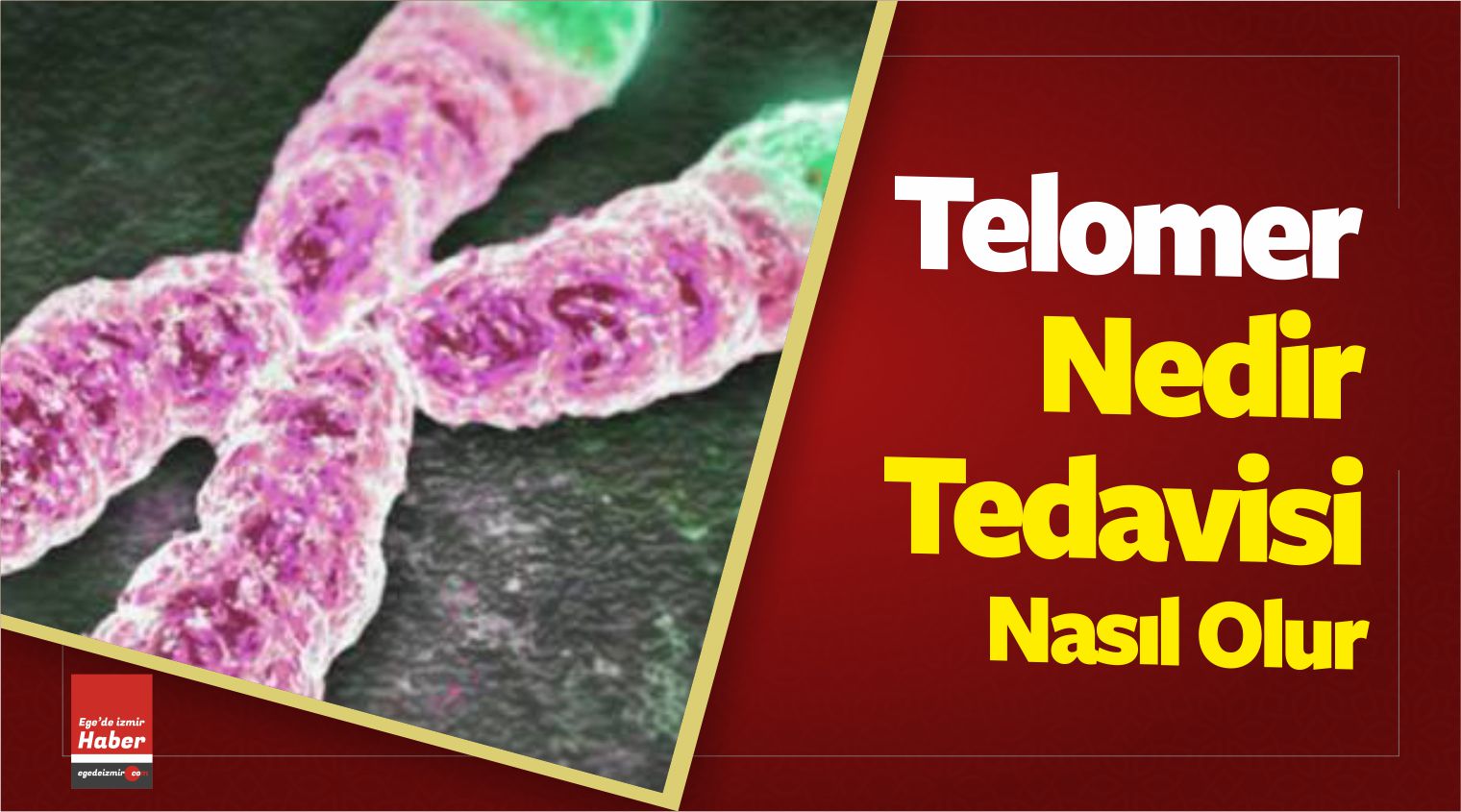 telomer nedir