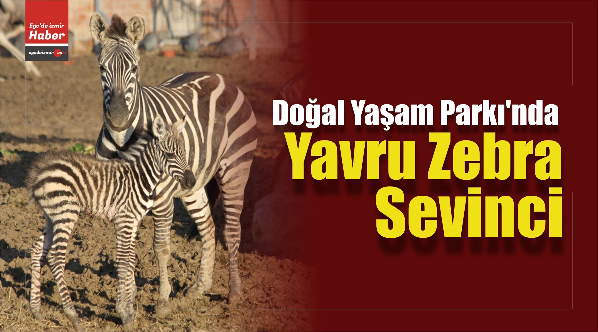 Yavru Zebra