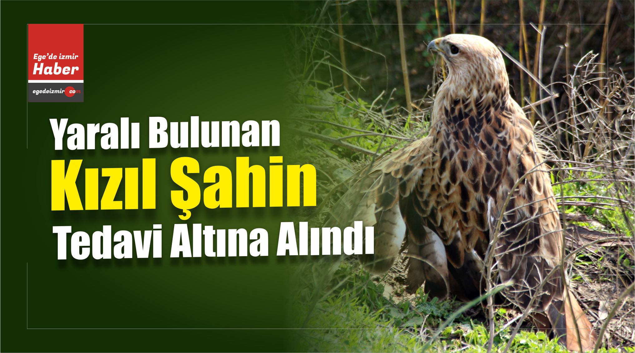 Kızıl Şahin