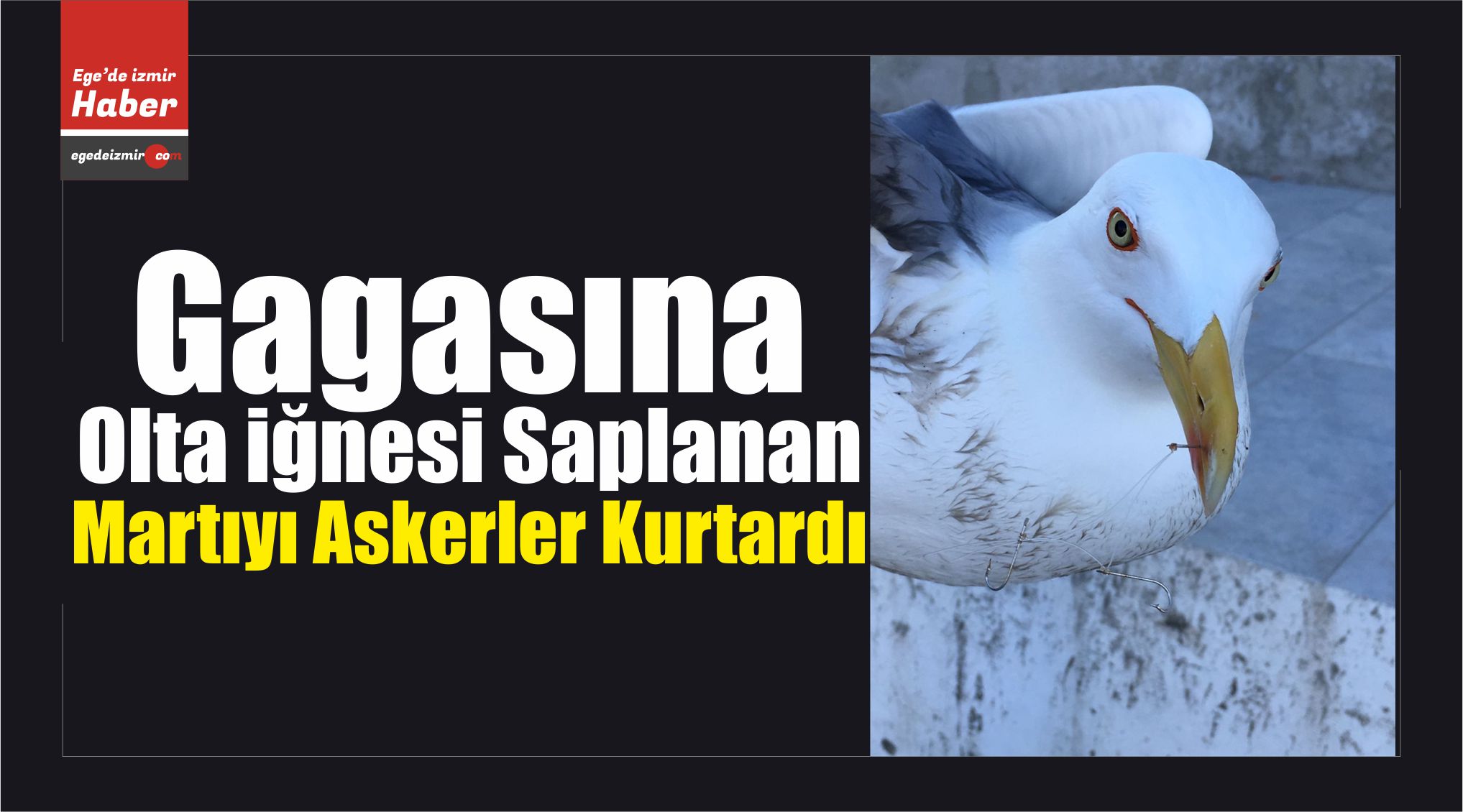Martıyı