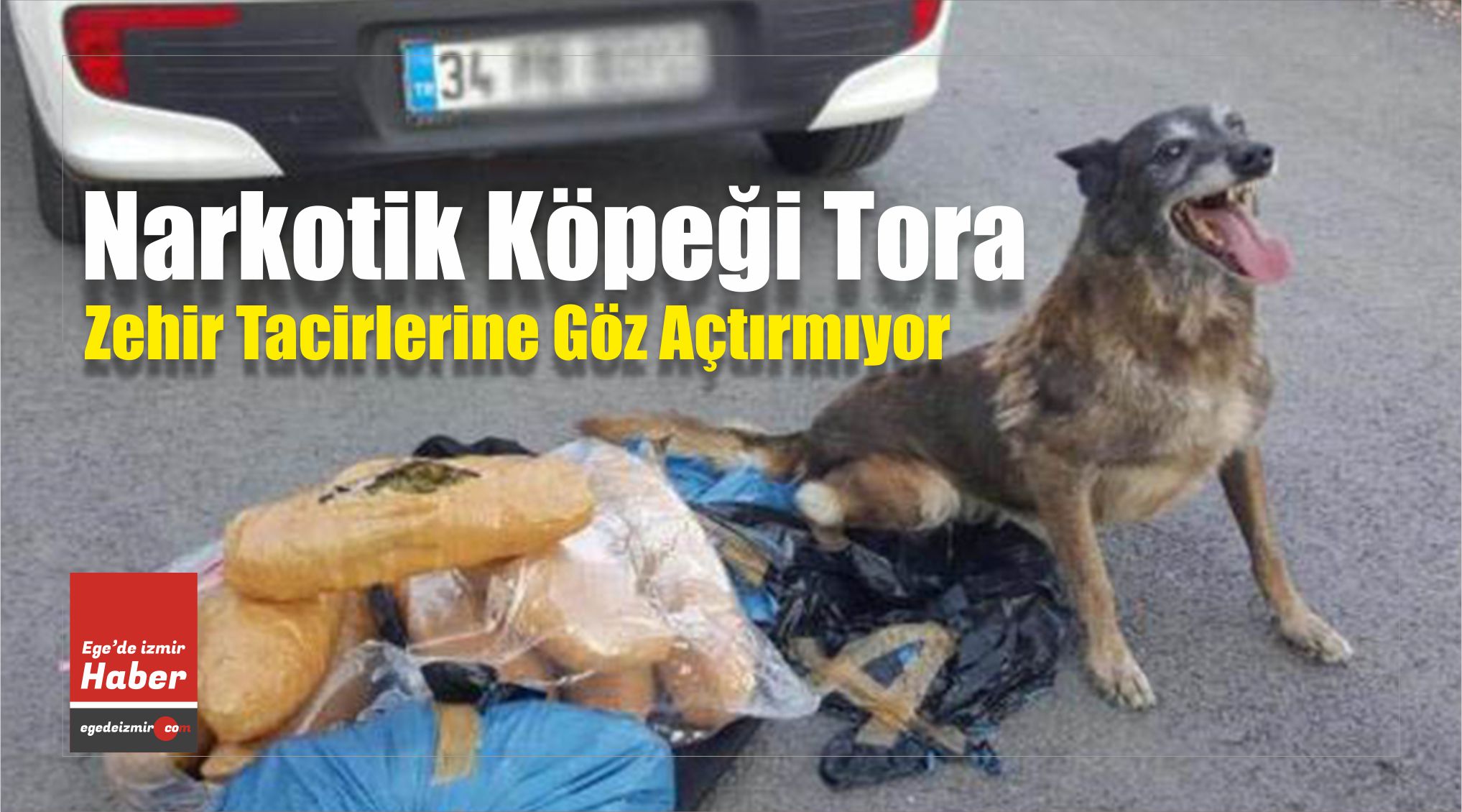 Narkotik Köpeği
