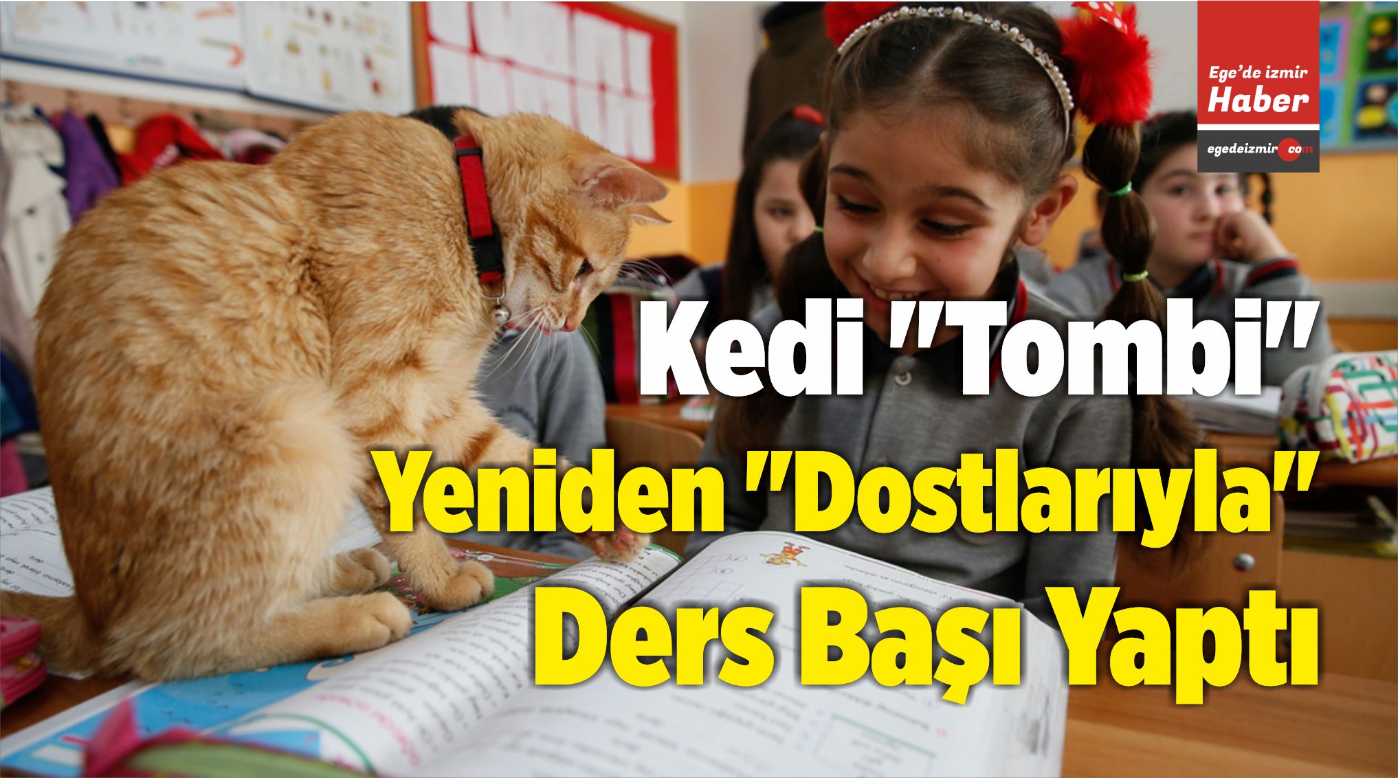 Kedi "Tombi"