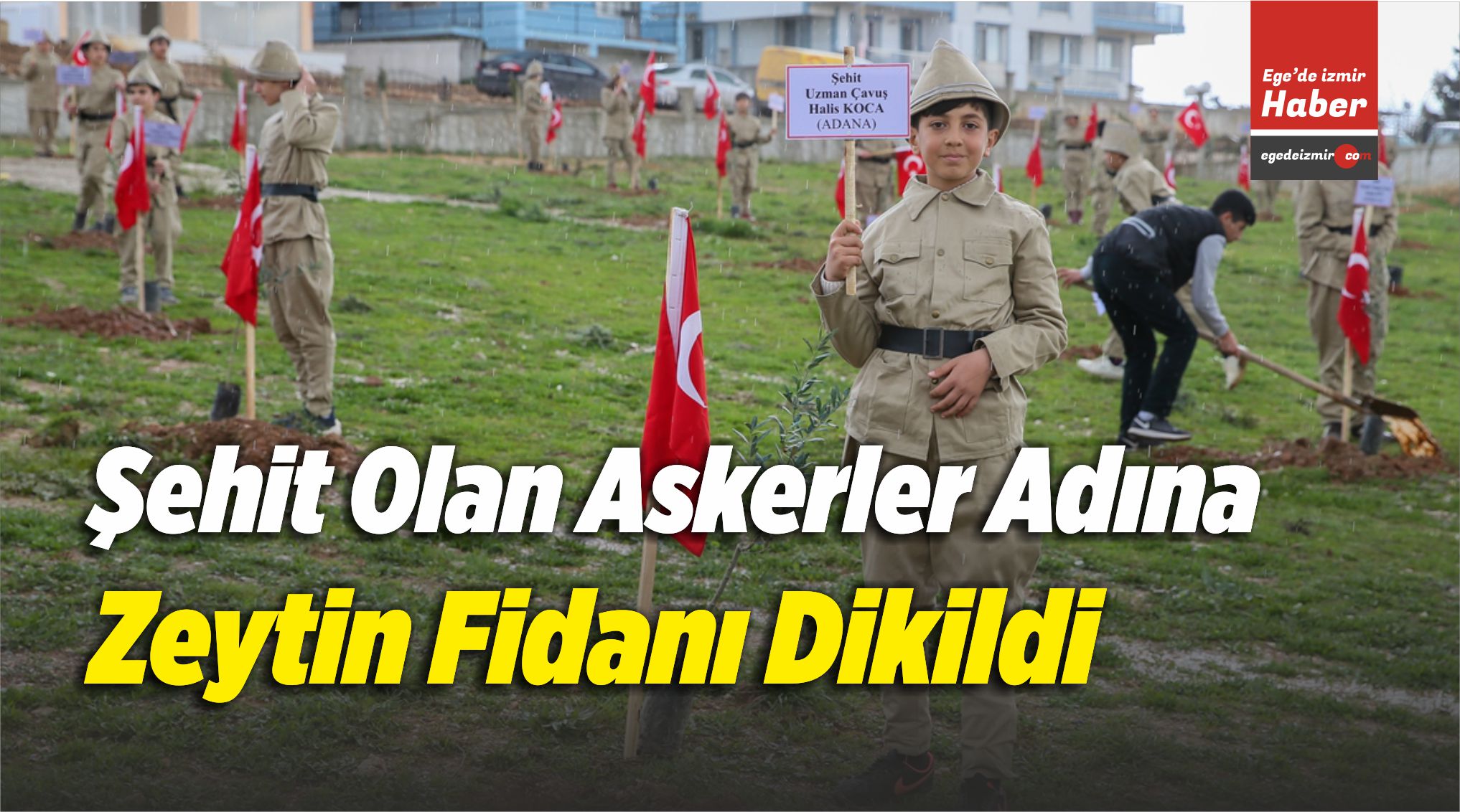 Zeytin Fidanı