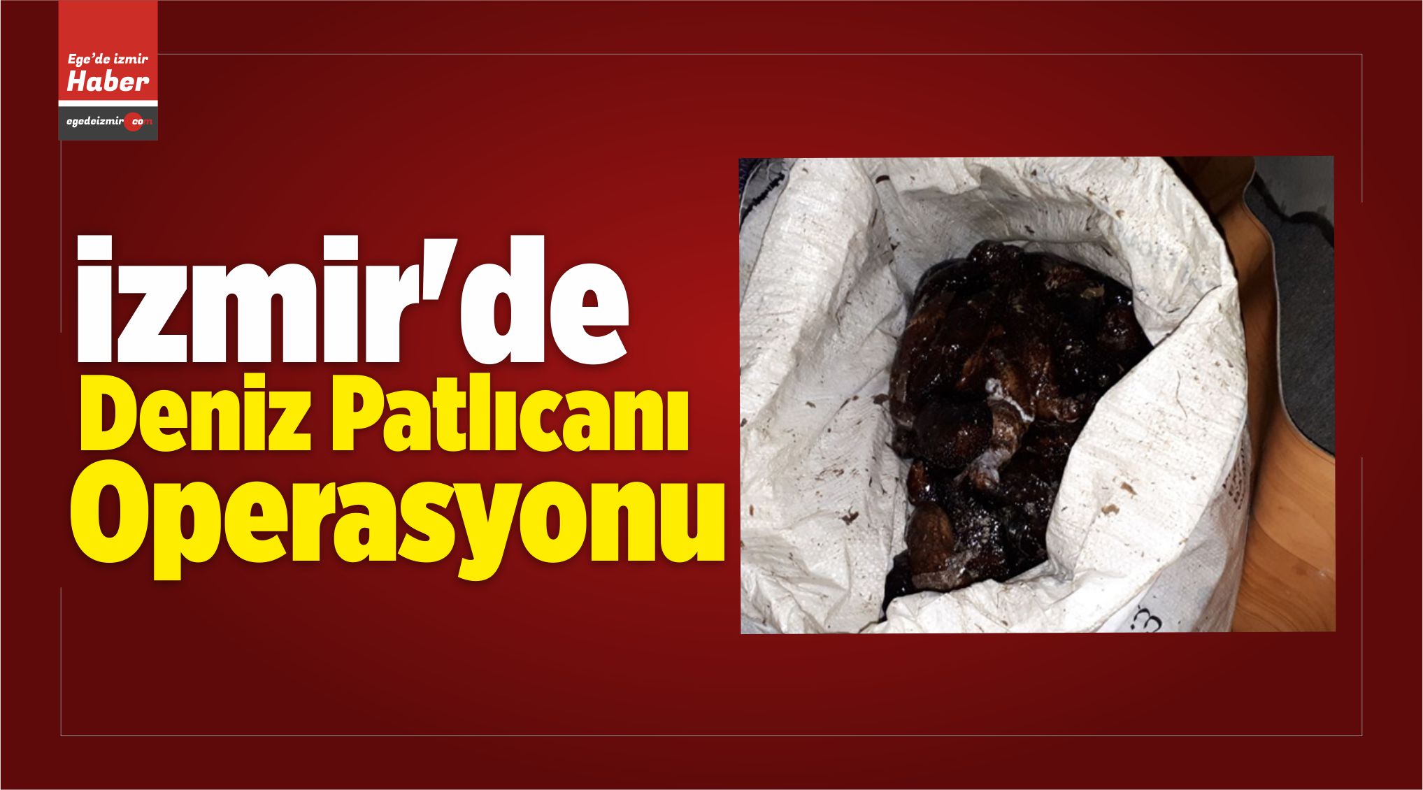 Deniz Patlıcanı