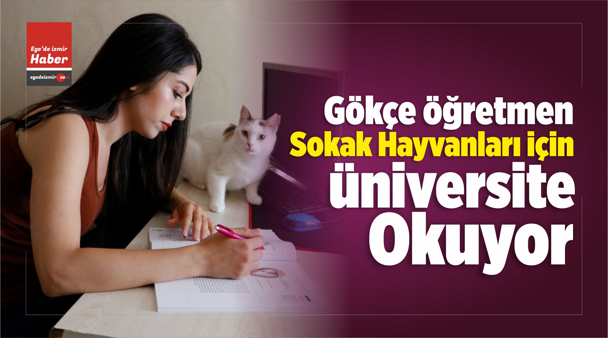 Sokak Hayvanları