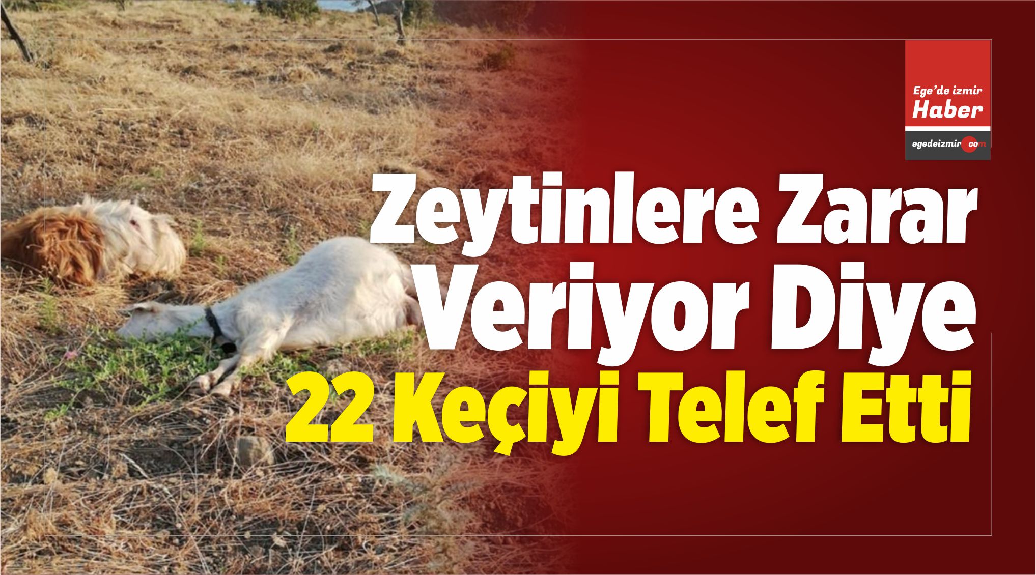 Telef