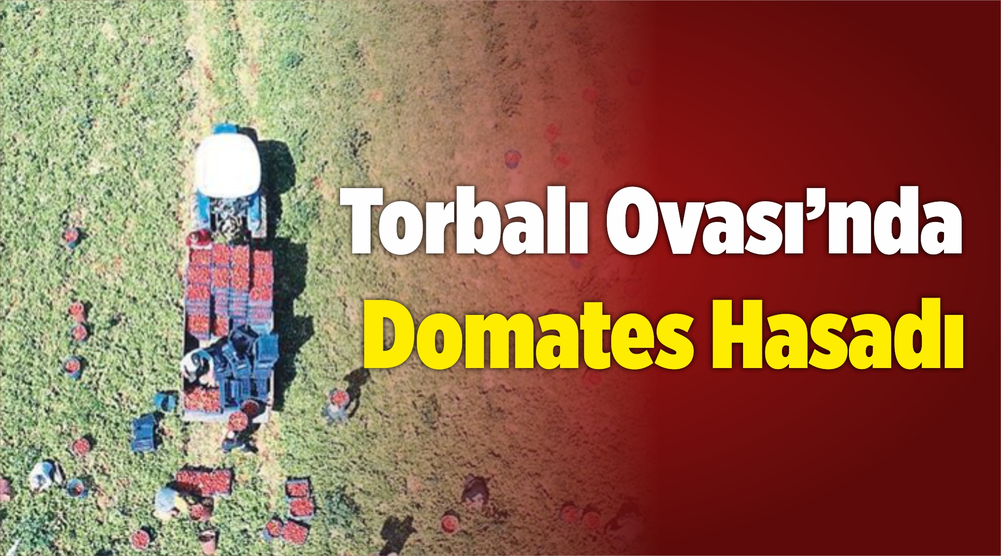 Domates Hasadı