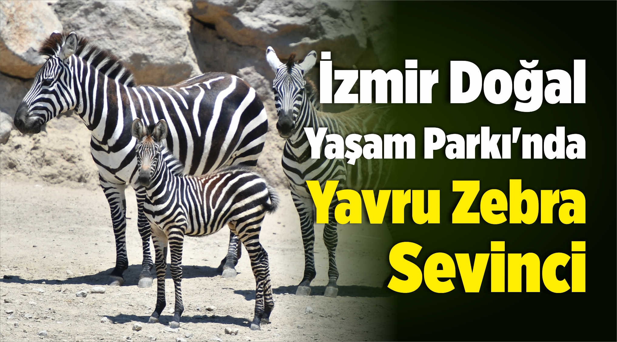 Zebra