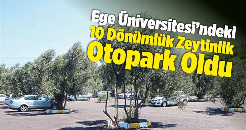 Ege Üniversitesi’ndeki 10 Dönümlük Zeytinlik Otopark Oldu