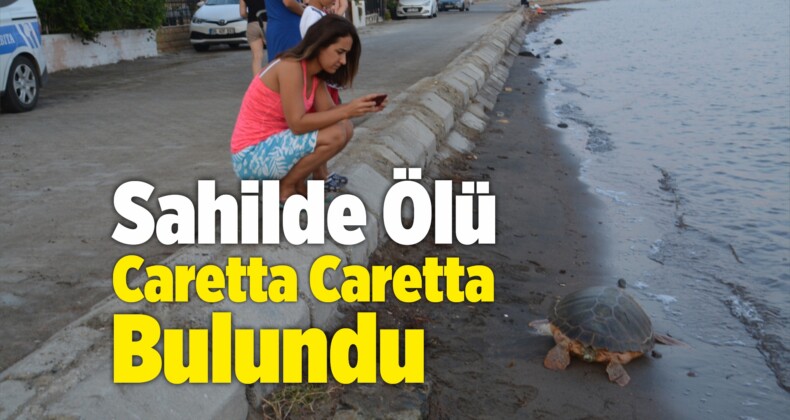 İzmir’in Aliağa Sahilinde Ölü Caretta Caretta Bulundu