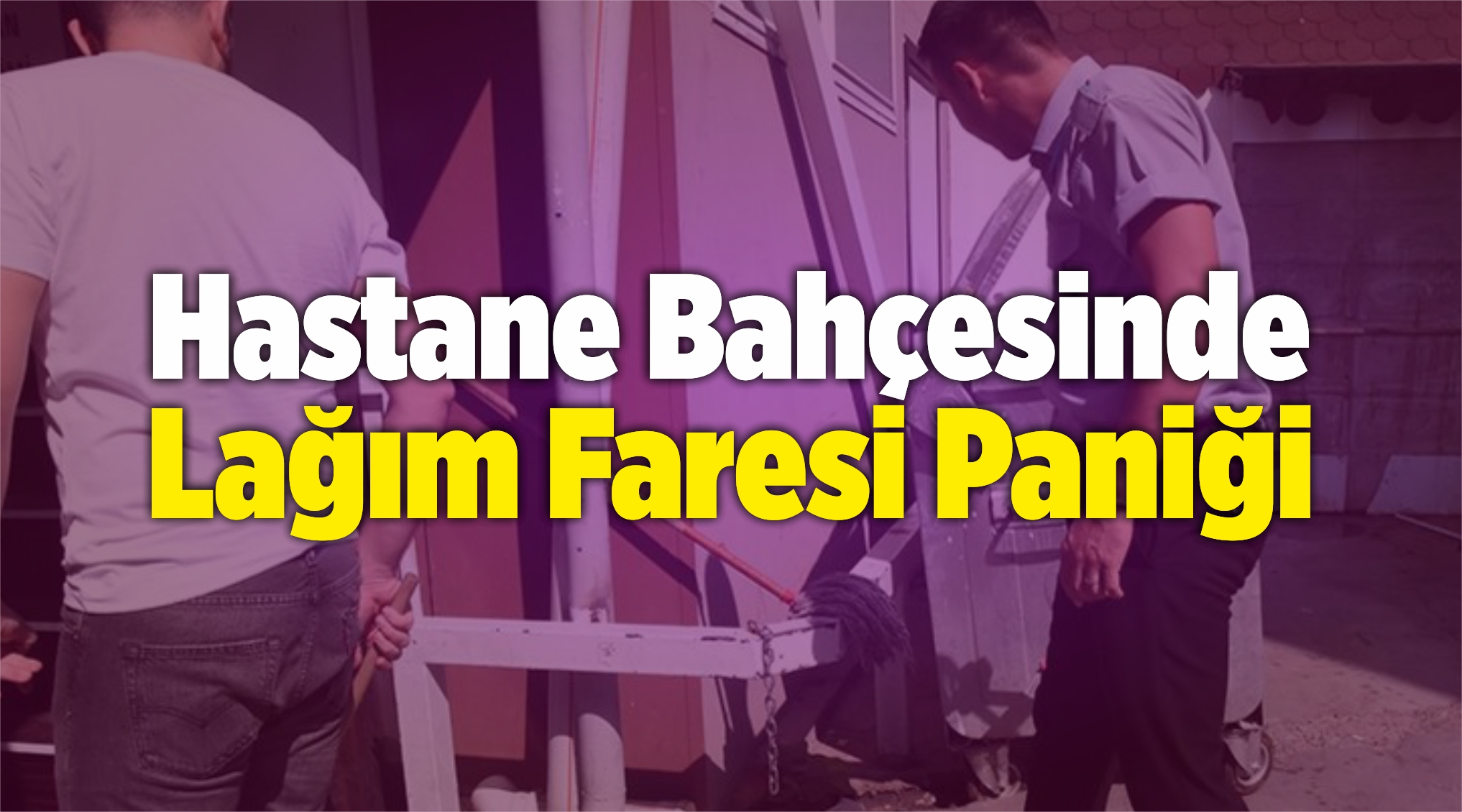 Lağım Faresi