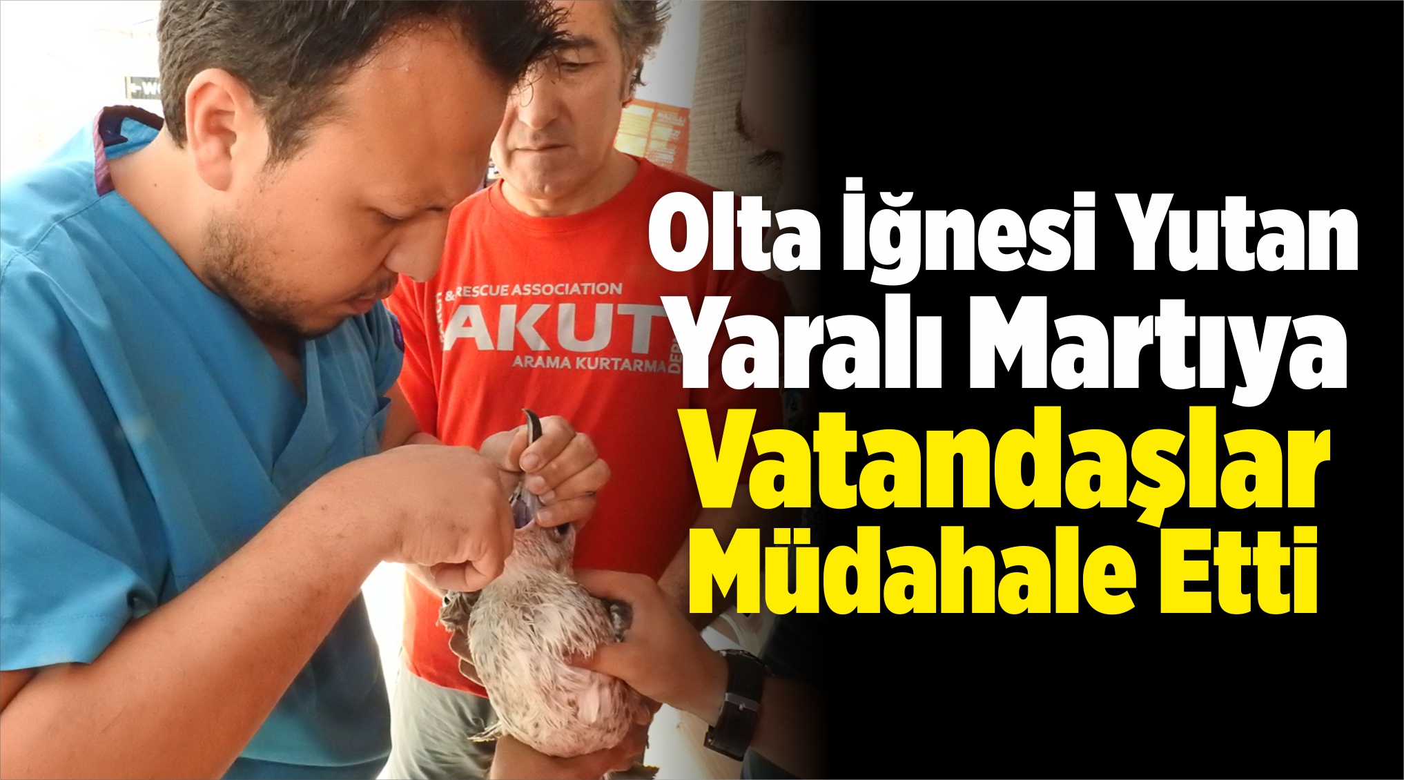 Martıya