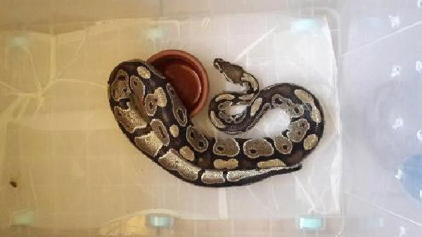 Havalimanında Bavuldan Piton Çıktı