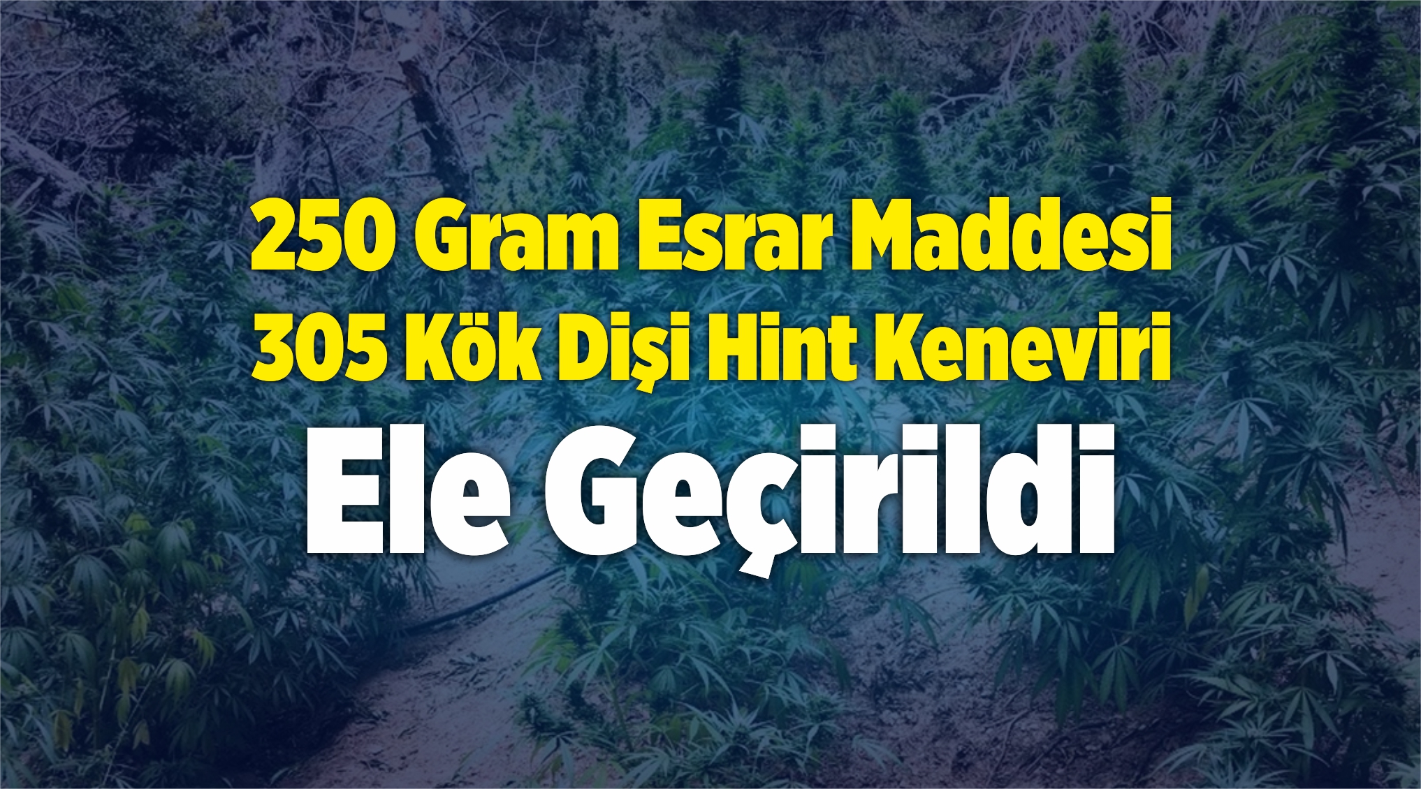 Dişi Hint Keneviri