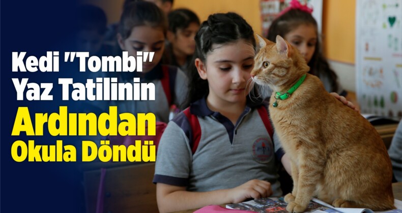 Kedi “Tombi” Yaz Tatilinin Ardından Okula Döndü