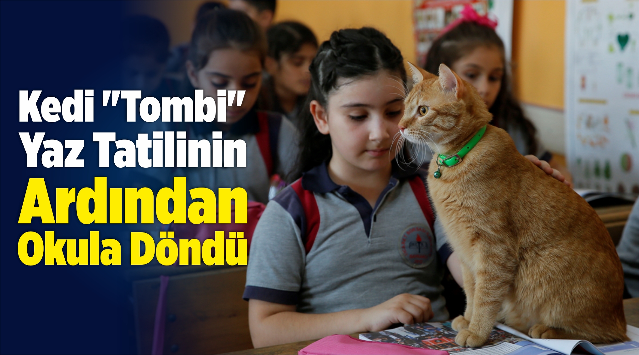 Kedi