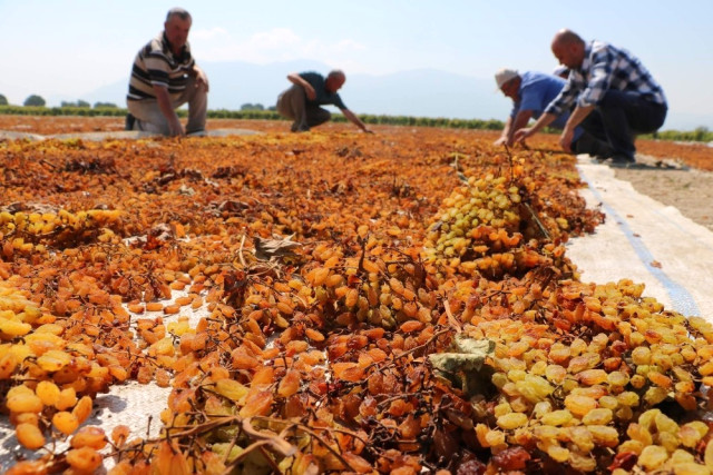 Manisa nın Kara Altın ı Değerini Buldu