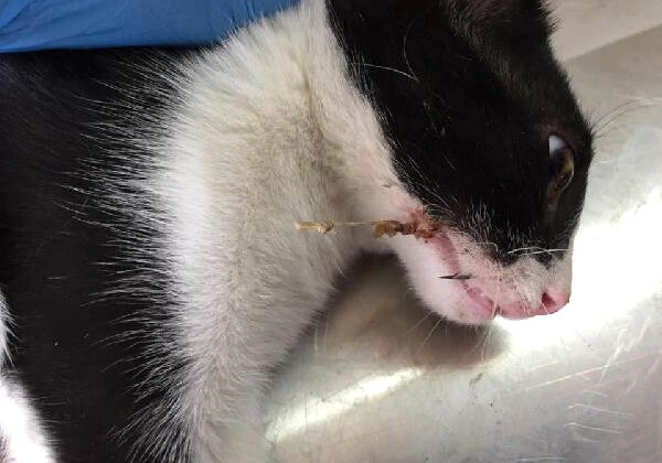 Sokak Kedisinin Ağzına Batan Olta İğnesi Operasyonla Çıkarıldı