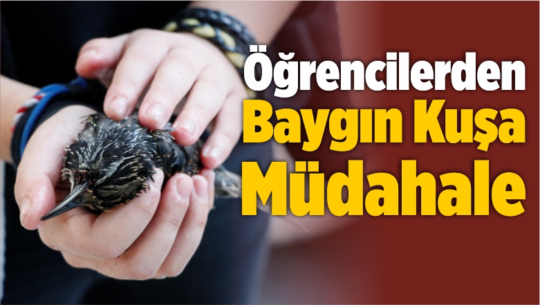 Baygın