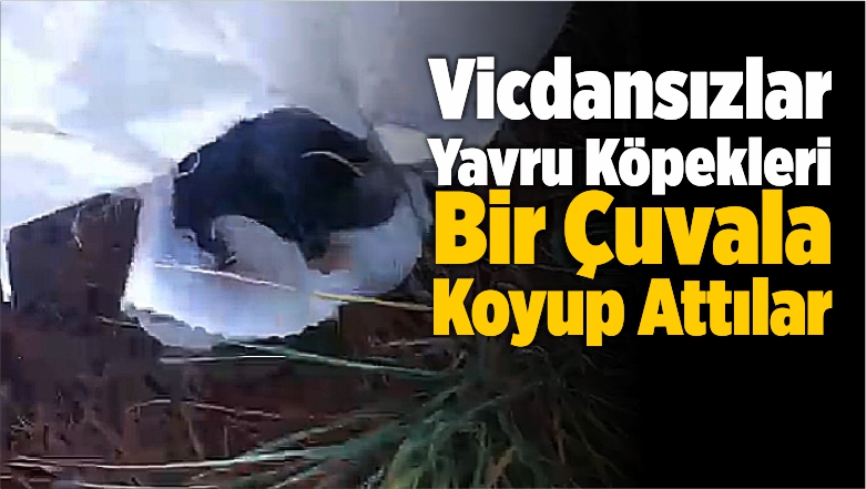 Yavru Köpekleri