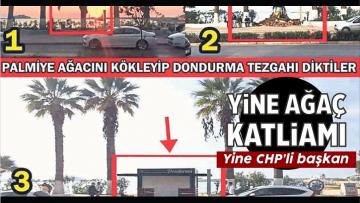 CHP’li Belediyelerden Ağaç Katliamı