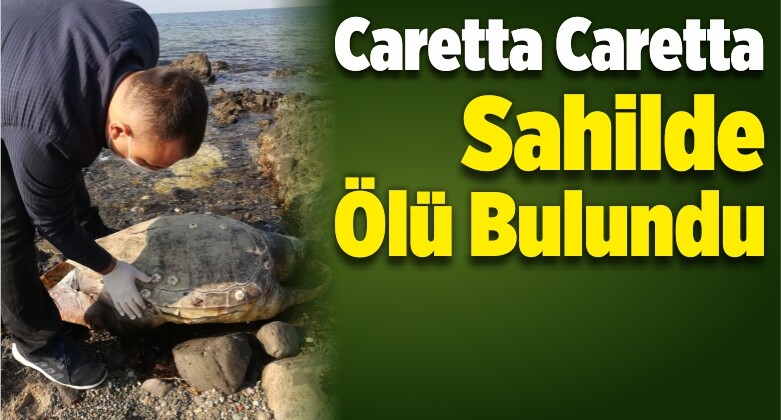 Aliağa’da Caretta Caretta Sahilde Ölü Bulundu