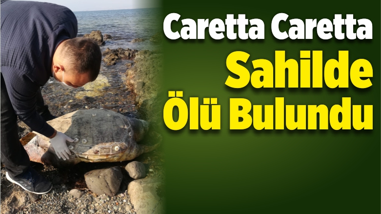 Caretta Caretta