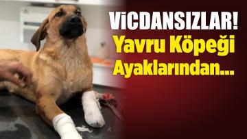 İzmir’de Yavru Köpeği Bacaklarından Vurdular
