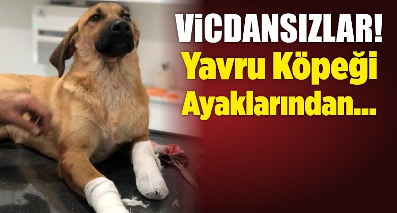 İzmir’de Yavru Köpeği Bacaklarından Vurdular