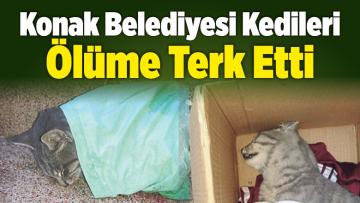 Konak Belediyesi Kedileri Ölüme Terk Etti