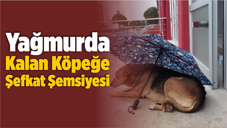 Şefkat Şemsiyesi