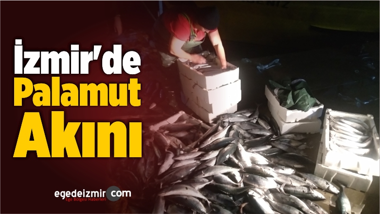 Büyük Bir Palamut Sürüsü