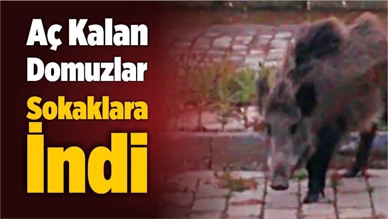 aç kalan domuzlar