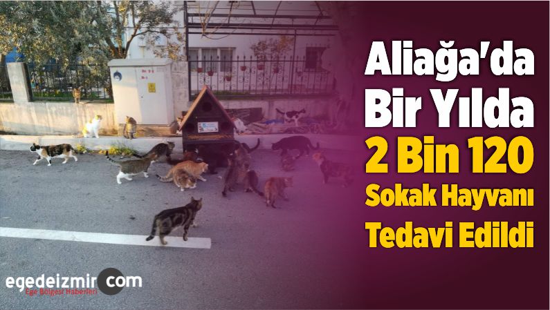 2 Bin 120 Sokak Hayvanı Tedavi Edildi