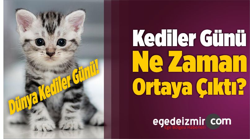 17 Şubat Dünya Kediler Günü