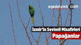 İzmir’in Sevimli Misafirleri: Papağanlar