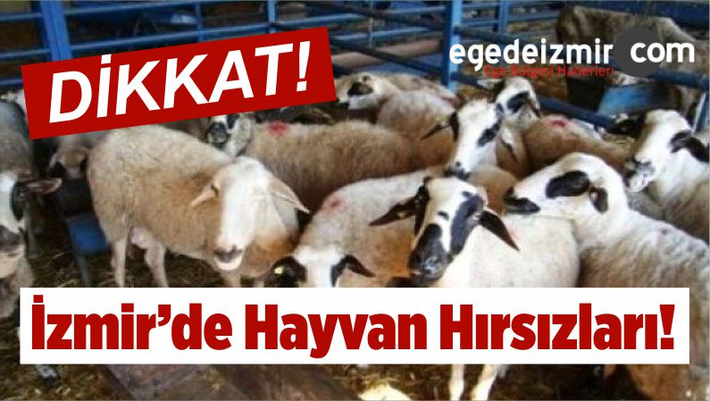 Hayvan Hırsızları