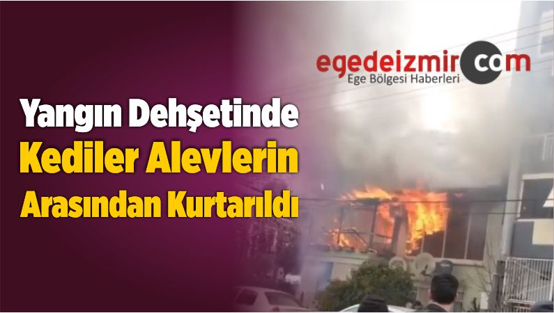 Yangın Dehşetinde Kediler Alevlerin Arasından Kurtarıldı