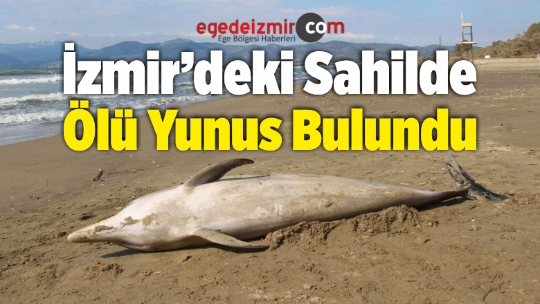 Ölü Yunus