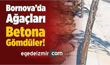 Bornova’da Ağaçları Betona Gömdüler!