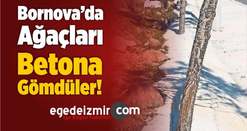 Bornova’da Ağaçları Betona Gömdüler!