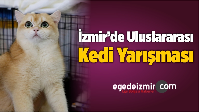 Kedi Yarışması