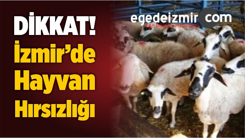 Küçükbaş Hayvan Hırsızlığı